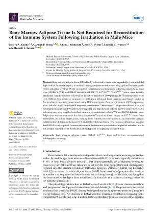 Bone Marrow Adipose Tissue Is Not Required for Reconstitution of the Immune System Following Irradiation in Male Mice