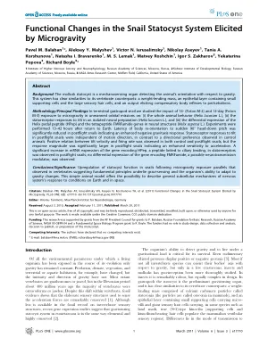 Functional changes in the snail statocyst system elicited by microgravity