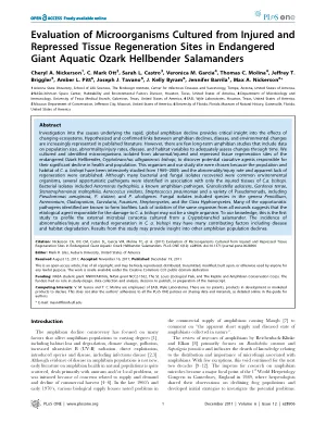 Evaluation of microorganisms cultured from injured and repressed tissue regeneration sites in endangered giant aquatic Ozark Hellbender salamanders.