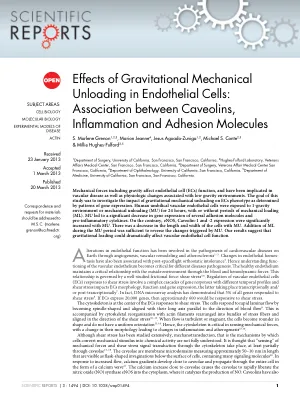 Effects of gravitational mechanical unloading in endothelial cells: association between caveolins, inflammation and adhesion molecules
