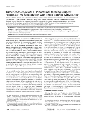 Trimeric structure of (+)-pinoresinol-forming dirigent protein at 1.95 A resolution with three isolated active sites.
