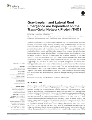 Gravitropism and lateral root emergence are dependent on the trans-Golgi network protein TNO1