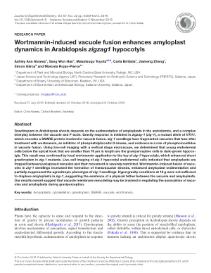 Wortmannin-induced vacuole fusion enhances amyloplast dynamics in Arabidopsis zigzag1 hypocotyls.