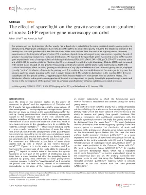 The effect of spaceflight on the gravity-sensing auxin gradient of roots: GFP reporter gene microscopy on orbit.