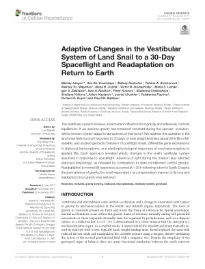 Adaptive Changes in the Vestibular System of Land Snail to a 30-Day Spaceflight and Readaptation on Return to Earth