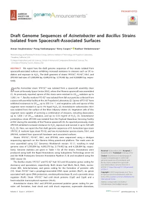 Draft Genome Sequences of Acinetobacter and Bacillus Strains Isolated from Spacecraft-Associated Surfaces