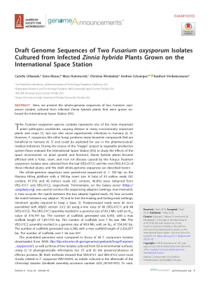 Draft genome sequences of two Fusarium oxysporum isolates cultured from infected Zinnia hybrida plants grown on the International Space Station.