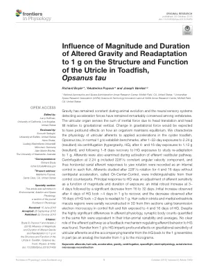 Influence of Magnitude and Duration of Altered Gravity and Readaptation to 1g on the Structure and Function of the Utricle in Toadfish, Opsanus tau.
