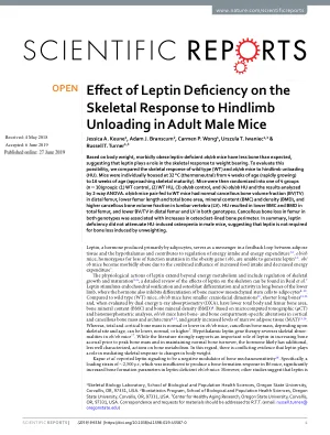 Effect of leptin deficiency on the skeletal response to hindlimb unloading in adult male mice.