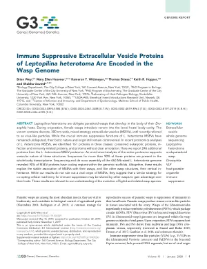 Immune suppressive extracellular vesicle proteins of Leptopilina heterotoma are encoded in the wasp genome.