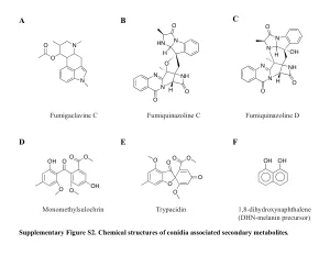 Contributions of spore secondary metabolites to UV-C protection and virulence vary in different Aspergillus fumigatus strains