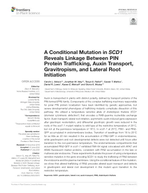 A conditional mutation in SCD1 reveals linkage between PIN protein trafficking, auxin transport, gravitropism, and lateral root initiation.