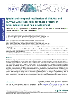 Spatial and temporal localization of SPIRRIG and WAVE/SCAR reveal roles for these proteins in actin-mediated root hair development.