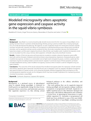 Modeled microgravity alters apoptotic gene expression and caspase activity in the squid-vibrio symbiosis