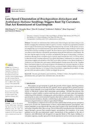 Low-speed clinorotation of Brachypodium distachyon and Arabidopsis thaliana seedlings triggers root tip curvatures that are reminiscent of gravitropism.